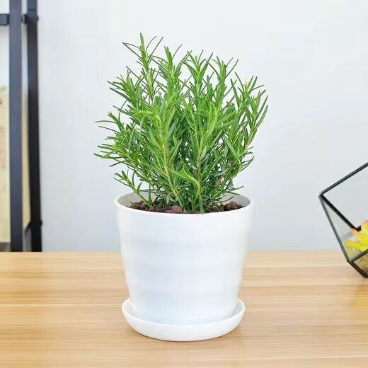Rosemary seedling potted edible mosquito repellent plant vanilla mint seedling green plant indoor fried steak hydroponic flowers 1 rosemary pot with an overall height of about 25cm + gray starry water-absorbing basin + fertilizer