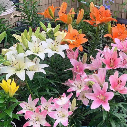 Lily potted flowers bloom in all seasons with buds. Perfume lily indoor and outdoor flower potted lily bulb seeds. Individual bulb colors are random. Pot soil not included. Diameter 4-5 cm.