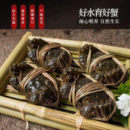 【礼盒装】公母对鲜活蟹黄世家兴化红膏大闸蟹当天发货次日达包邮 公3两+母2两 5对10只
