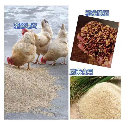 Feeding grains for chickens. Brother Jun feeds chickens. Cheap rice, new rice, rice for chickens, pigeons, fighting cocks, hamsters and duck food. 0.6Jin Jin is equal to 0.5kg 0.3KG