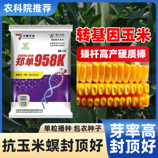 Zhuanghan Transgenic Academy of Agricultural Sciences Corn Seeds Upgraded High-Yielding Insect-Resistant Sticks Lodging-Resistant Drought-Resistant Hard Grain Corn Seeds Insect-Resistant and Pest-Free 4200 Grains Genetically Modified Cap Good