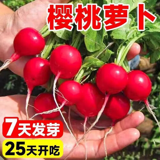 Cherry fruit radish seeds~thin-skinned carrot seeds garden potted small white lazy people easy to grow fruit cherry radish*1 pack 300 capsules