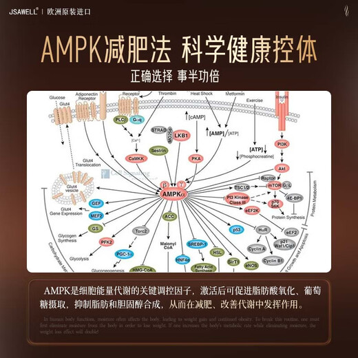 JSAWELL Original Imported White Kidney Bean Blocker Weight Loss Slim Belly Fat Burning Fat Reduction Tablets Whole Body Quickly Lose Weight Without Rebound
