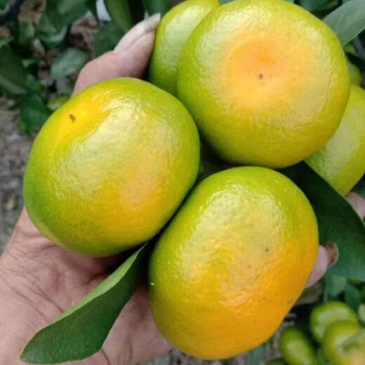 Первый урожай апельсинов Yunnan Xiaomi, свежие апельсины с зеленой кожурой, сезонные фрукты в наличии, 4 Цзинь Цзинь по 0,5 кг в коробке