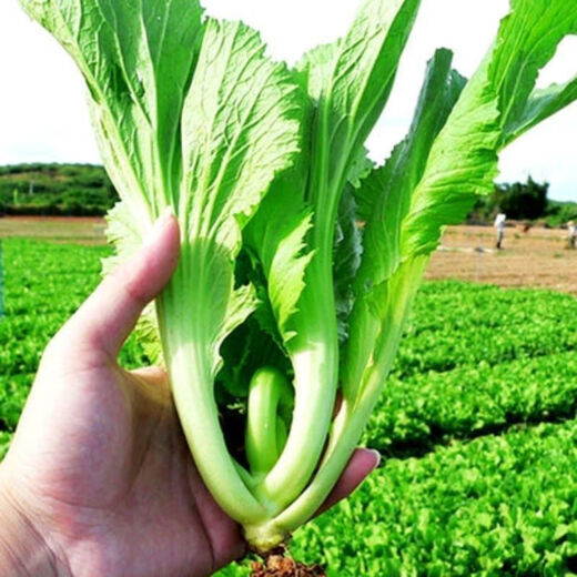 Packed Mustard Seeds, Big Meat Cabbage, Mustard Seeds, Pickled Vegetable Buns, Easy to Grow Delicious Vegetable Seeds, Packed Mustard Seeds 100g