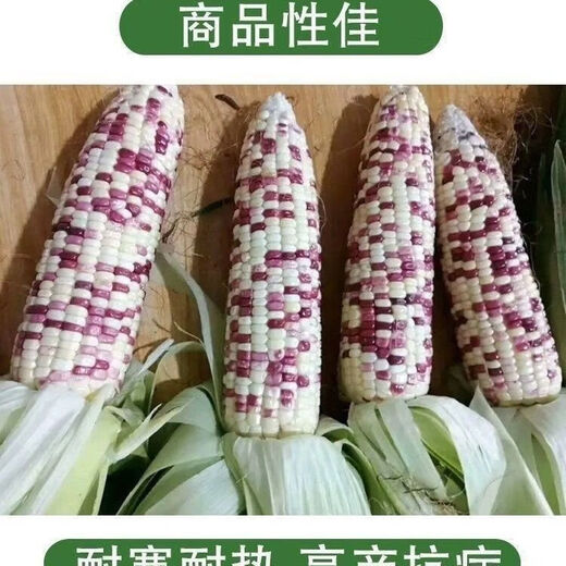 National Approval Super Sweet Colorful Waxy Corn Seeds Flowery Waxy Corn Seeds Colorful Cloud Sweet Waxy Corn Farmers High Yield National Approval Colorful Waxy Corn Seeds 3 packs of about 150 grains