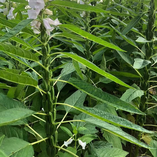 Black sesame seeds white sesame seeds oil extraction Academy of Agricultural Sciences hybrid high oil stable yield short stem eight-edge seed base special ultra-high sesame seed king original 100g bag