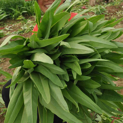 Shanghai green seeds for all seasons, small green vegetables, chicken feathers, fast vegetables, small cabbage, rapeseed, heat-resistant, wet-resistant and cold-resistant, for field use, original fragrance lettuce seeds, about 1500 capsules, 1 pack