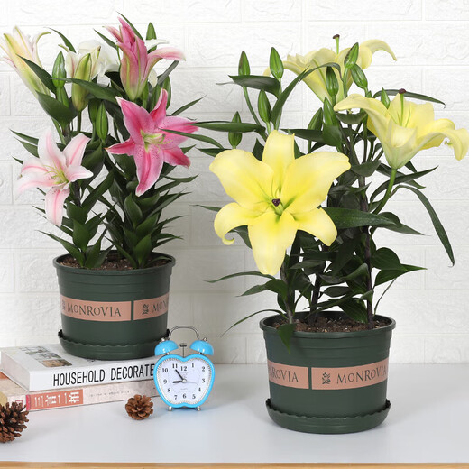 Lily potted flowers bloom in all seasons with buds. Perfume lily indoor and outdoor flower potted lily bulb seeds. Individual bulb colors are random. Pot soil not included. Diameter 4-5 cm.