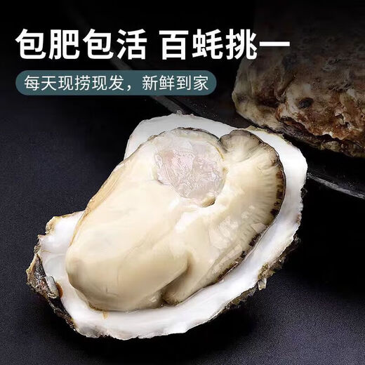 Fresh Rushan oysters, fresh oysters, 5 Jin Jin equal to 0.5 kg box, 4XL large oysters (9-14 pieces per box), net weight 5 Jin Jin, equal to 0.5 kg oysters