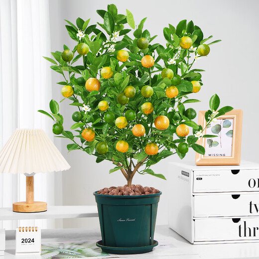 Rose Village Four Seasons Kumquat Potted Saplings Indoor Living Room Fortune Plants Kumquat 40-50cm + Simple Pot Straight from the Source