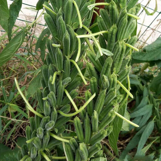 Black sesame seeds white sesame seeds oil extraction Academy of Agricultural Sciences hybrid high oil stable yield short stem eight-edge seed base special ultra-high sesame seed king original 100g bag