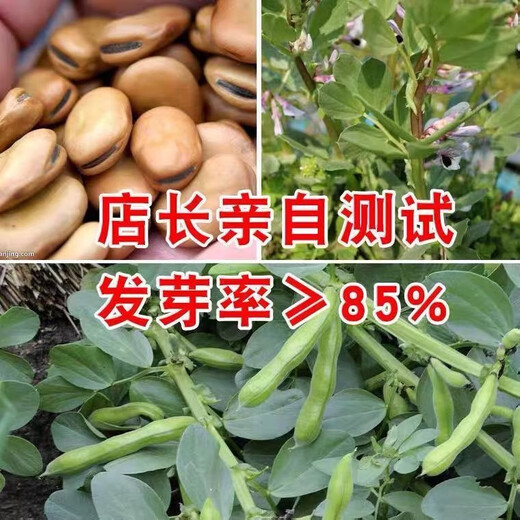 New Yunnan dry broad bean seeds, raw dry goods, peas, monkshood beans, fresh orchid beans, good goods, insect-free wholesale, Japanese large white broad beans, original 20 Jin Jin equal to 0.5 kg