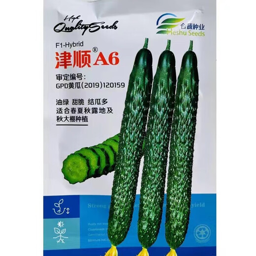 Green-fleshed, sweet, crispy melons with many cucumber seeds, shiny, straight, short-handled, densely thorned, high-yielding, disease-resistant, spring and autumn sowing cucumber seeds, Jinshun A6 original 500 capsules, two bags