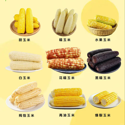 White, sweet and waxy corn seeds, high-yielding white waxy corn, non-transformed, four-season sowing, national-approved farmers’ super sweet and waxy corn seeds, Huanuo 1 corn seeds, original 200g, 1 bag