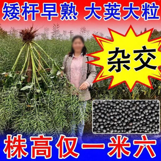 High-yielding rapeseed hybrid large-grained rapeseed Academy of Agricultural Sciences special seed for oil extraction short stem resistance to lodging and frost resistance 100g about 22,000 seeds + high-yield technology