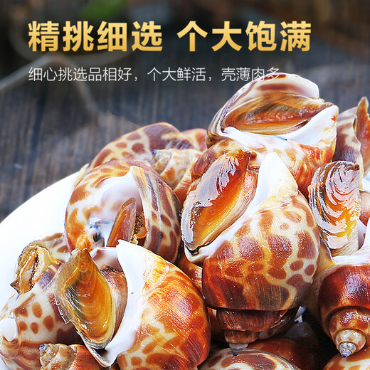 Colorful fresh snails, fresh fresh conches, extra large seafood, aquatic products, fresh fresh frozen frozen dongfeng snails, extra large snails, no sand, extra large 1000g (25-45 pieces/Jin Jin equals 0.5 kg) net