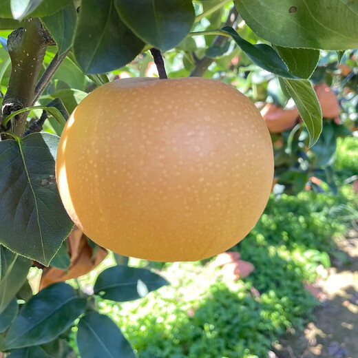 Jingxiansheng Shandong Yantai Laiyang Qiuyue Pear Net weight 4Jin Jin is equal to 0.5kg Single fruit 200g+ Fresh fruit Straight from the source