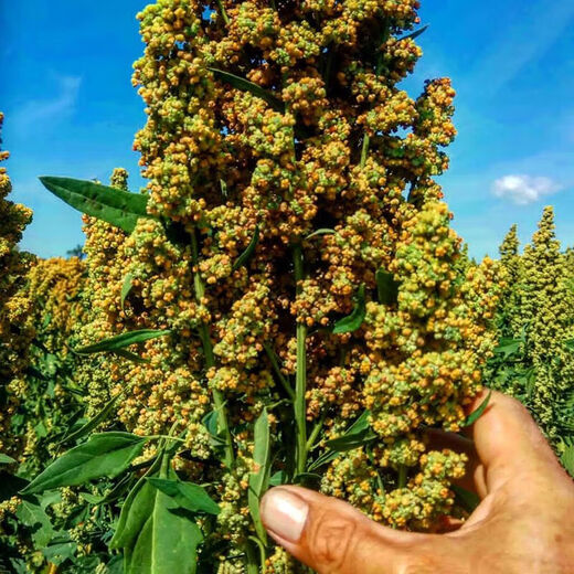 Xinyi black quinoa seeds are early-maturing and high-yielding in the field for easy-to-live quinoa seeds and grain seeds. Black quinoa seeds are half Jin Jin equal to 0.5 kg.