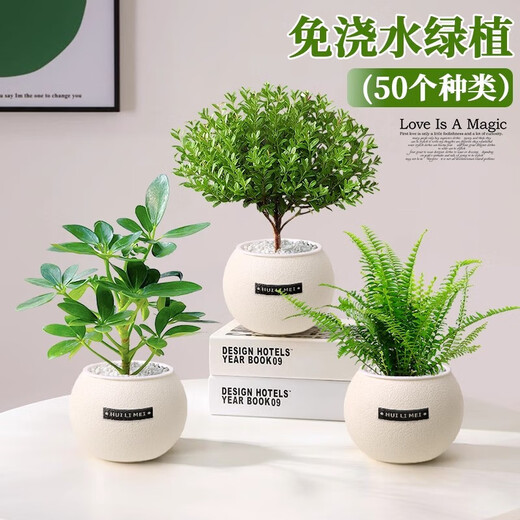 A complete list of green plants, indoor small potted plants, tabletop green radish, easy to live in all seasons, suitable for lazy people, money tree, office plant, three-pole money tree + frosted planet self-priming basin + paving stone + nutrient solution
