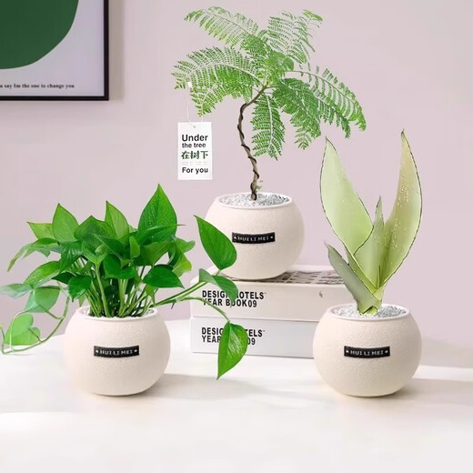A complete list of green plants, indoor small potted plants, tabletop green radish, easy to live in all seasons, suitable for lazy people, money tree, office plant, three-pole money tree + frosted planet self-priming basin + paving stone + nutrient solution