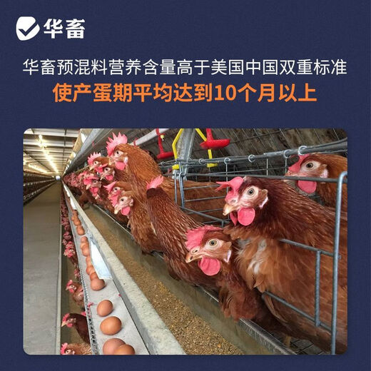 Huazhu laying hen premix special chicken native chicken free-range chicken breeding period egg production hen egg feed 50 Jin Jin is equal to 0.5 kg bag 1 bag breeding period compound premix, the whole ton is more discounted