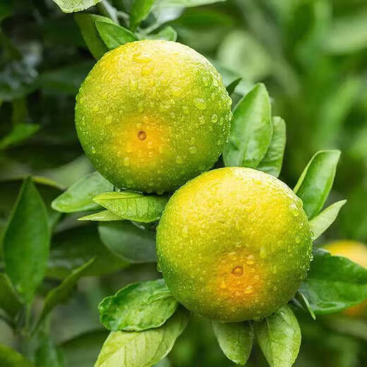 酸甜云南新鲜青橘孕妇青皮当季无籽橘子桔子薄皮水果多汁一整箱 250g 55-60mm