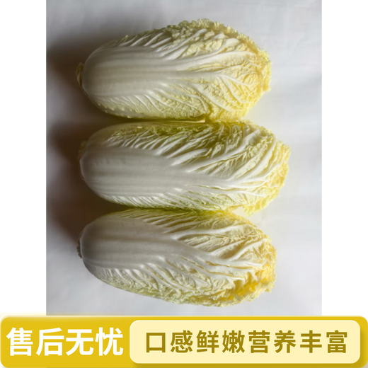 Yunnan high mountain fresh baby cabbage salad vegetables breakfast vegetables and fruits freshly harvested fresh baby cabbage (3 plants)*1 pack