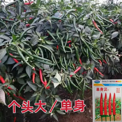 First-generation hybrid large-fruit Chaotian pepper seeds, super spicy and high-yield pepper padi seeds for field use, single pepper seeds, original 2 packs with rooting powder included.