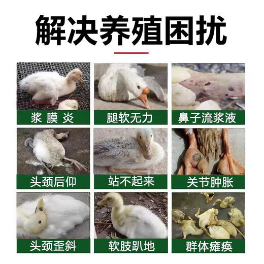 Freeze-dried powder for ducks unable to stand up. Complete treatment of poultry diseases and chicken diseases. Special soft foot serositis for chickens and ducks. Breeding in duck farms. Five bags. Buy three and get two free.