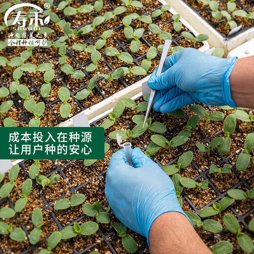 Shouhe Chinese cabbage seed seedlings, winter and spring vegetable seeds for field planting, Weiyu Qiubao cabbage seeds 10g*5 bags