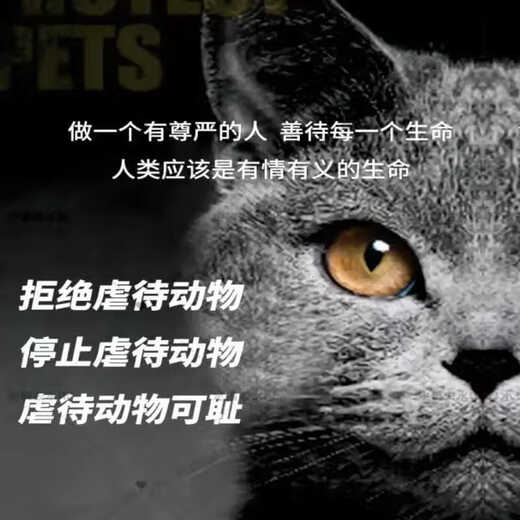 What's Vegan/Nutrition/Health/Kittens/Adult Cats/Pregnant Cats/Lactating Cats Vegan Nutritional Cat Food 300g_Vegetarian Cat Food