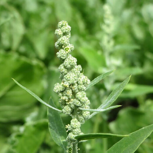 Xinyi black quinoa seeds are early-maturing and high-yielding in the field for easy-to-live quinoa seeds and grain seeds. Black quinoa seeds are half Jin Jin equal to 0.5 kg.