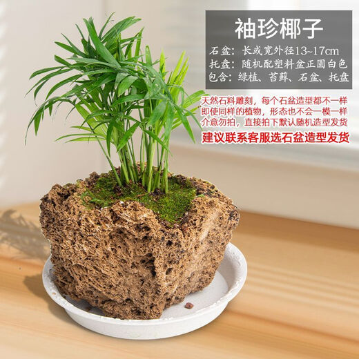 Absorbent stone flower pot, natural strange stone, absorbent stone, upper water stone, original stone, stone pot, calamus, succulent potted plant, bonsai micro-scape, 13-17cm stone pot + pocket coconut, package one