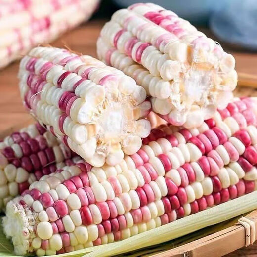 National Approval Super Sweet Colorful Waxy Corn Seeds Flowery Waxy Corn Seeds Colorful Cloud Sweet Waxy Corn Farmers High Yield National Approval Colorful Waxy Corn Seeds 3 packs of about 150 grains