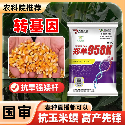 Zhuanghan Transgenic Academy of Agricultural Sciences Corn Seeds Upgraded High-Yielding Insect-Resistant Sticks Lodging-Resistant Drought-Resistant Hard Grain Corn Seeds Insect-Resistant and Pest-Free 4200 Grains Genetically Modified Cap Good