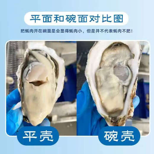 Fresh Rushan oysters, fresh oysters, 5 Jin Jin equal to 0.5 kg box, 4XL large oysters (9-14 pieces per box), net weight 5 Jin Jin, equal to 0.5 kg oysters