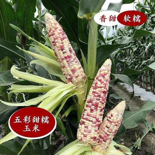 National Approval Super Sweet Colorful Waxy Corn Seeds Flowery Waxy Corn Seeds Colorful Cloud Sweet Waxy Corn Farmers High Yield National Approval Colorful Waxy Corn Seeds 3 packs of about 150 grains