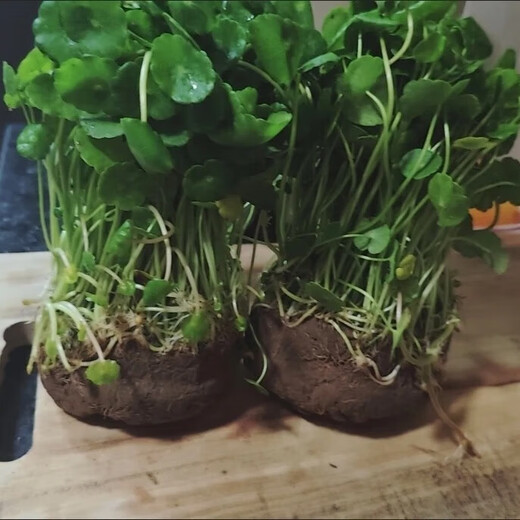 Copper money grass hydroponic potted indoor and outdoor flowers Lucky money grass green plant formaldehyde absorbing green plant large leaf plant Soil culture hydroponic copper money grass 1 pot with leaves