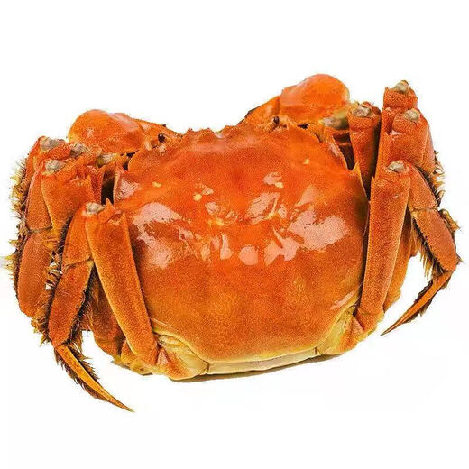 
[Living Crab] Suzhou hairy crab fresh live aquatic crab gift box male 4.0 two female 3.0 two male crab 4.0 female crab 3.0 5 to 10