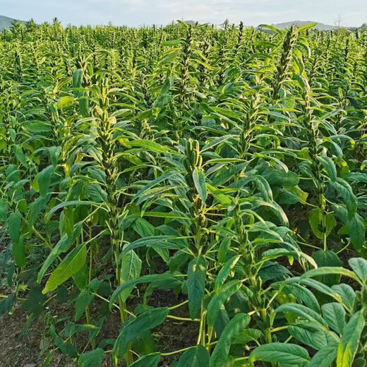 Black sesame seeds white sesame seeds oil extraction Academy of Agricultural Sciences hybrid high oil stable yield short stem eight-edge seed base special ultra-high sesame seed king original 100g bag