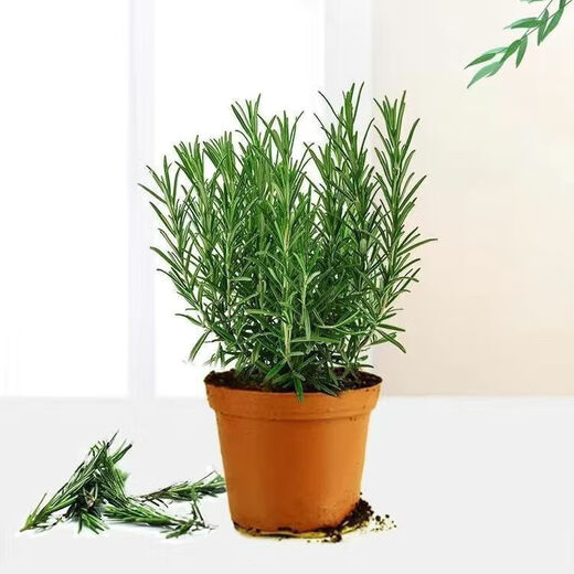 Rosemary seedling potted edible mosquito repellent plant vanilla mint seedling green plant indoor fried steak hydroponic flowers 1 rosemary pot with an overall height of about 25cm + gray starry water-absorbing basin + fertilizer