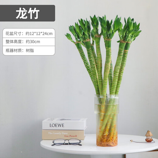 Multi-Headed Dragon Bamboo Lucky Bamboo Strong Transport Bamboo Water-raised Rooted Indoor Living Room Money Tree Flower Pots Gao Wenchang 2 Dragon Bamboo 30cm High Without Pot + Nutrient Solution