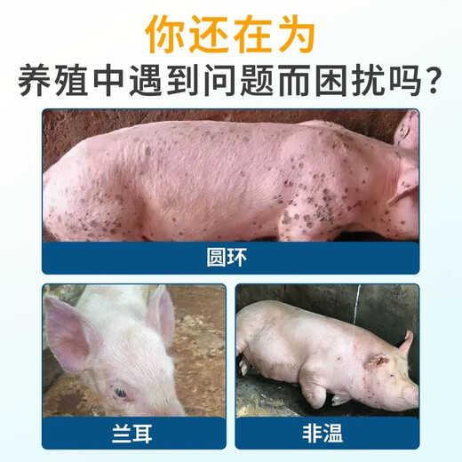 Male herding pig ring blue ear disease, dermatitis, pimples, eye edema, purification of blue ear blue ear, blue ear, non-swine fever feed additive, blue ear, blue ear health*3