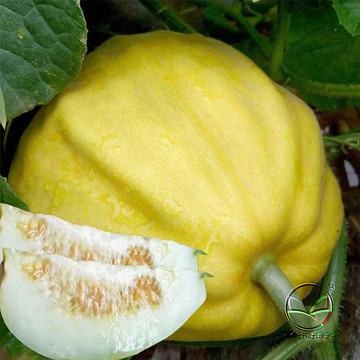 Farmer's Son R Ben Tianbao Melon Seeds Honey Melon Ugly Melon Seeds 100 capsules x 5 bags