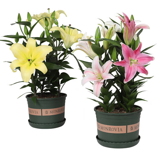 Lily potted flowers bloom in all seasons with buds. Perfume lily indoor and outdoor flower potted lily bulb seeds. Individual bulb colors are random. Pot soil not included. Diameter 4-5 cm.