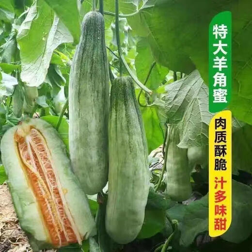 Emerald melon seeds, white thin-skinned cantaloupe seeds, four-season vegetable seeds, crispy melon seeds, early-ripening horn melons, one pack of each of 9 cantaloupe types, 38 capsules per pack + fertilizer