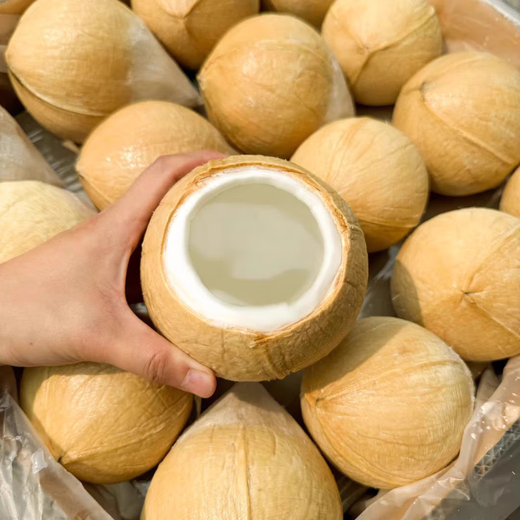 Imported from Thailand, milk-flavored Coconut King Dannen Saduo perfumed coconut chicken soup old coconut fresh fruit JD.com Thai Coconut King 9 pack high cost performance and free soft knife extra large fruit 500g-600g