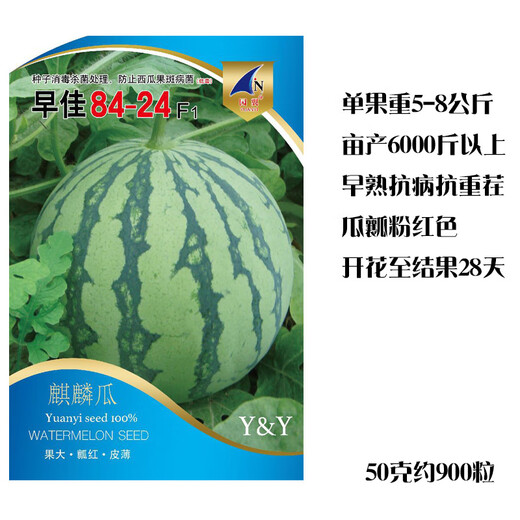 Wei Meng Meidu Red Crisp Hand Southern Zaojia 8424 Watermelon Seeds Seedless Seeds Extra Large Watermelon Seeds Early Ripening Kirin Melon Original 160 capsules
