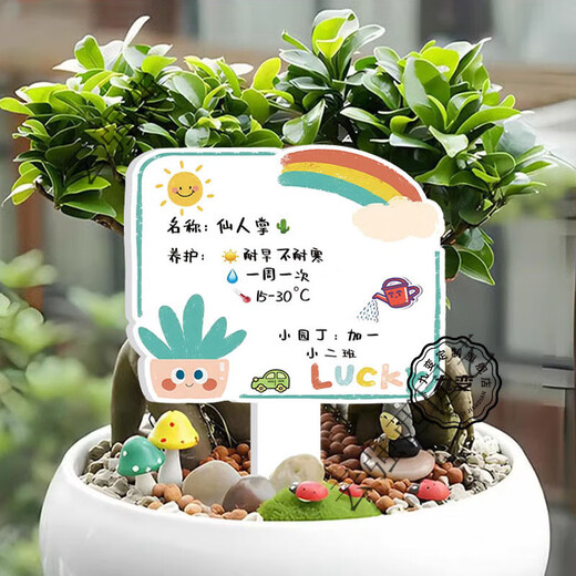 Kindergarten plant label insert card plant care card DIY plant care card card school plant corner logo 05 blank card 9MMPVC covered with crystal film 10x16cm